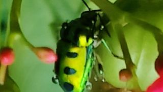 Metallic Shield Bug