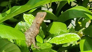 Chameleon1