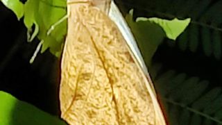 Great Orange Tip