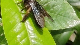 Black Soldier Fly