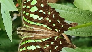 Tailed Jay
