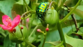 Jewel Bug