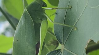 Rice Grasshopper