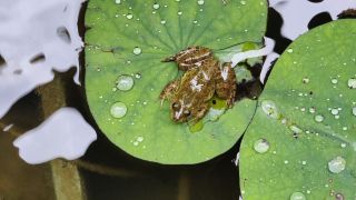 Skittering Frog