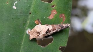 Bagworm Larva