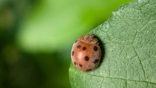 LadyBug