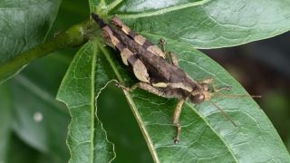 RufousLegged Grasshopper