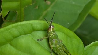Spotted short-horned grasshopper
