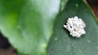 Mealybug