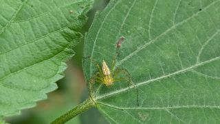 Striped Lynx Spider