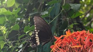 Common Mormon Butterfly