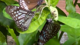 Common Crows Butterfly