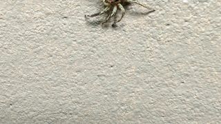 Pantropical Jumping Spider