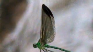 Green Metalwing