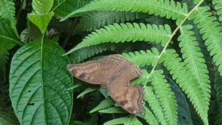 Chocolate Pansy Butterfly