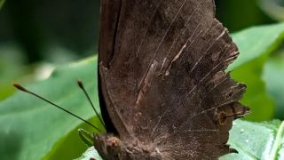 ChocolatePansy-Butterfly