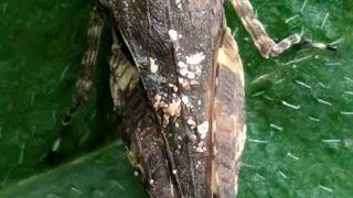 Band-winged Grasshopper 