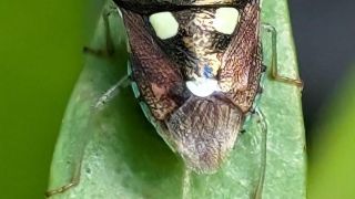 Shield Bug