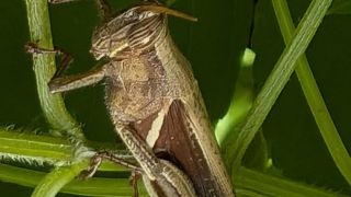 Short winged Grasshopper