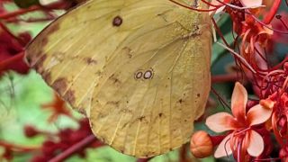 Common Emigrant Butterfly