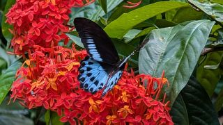 BlueMormon Butterfly