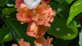 Great Orange Tip Butterfly