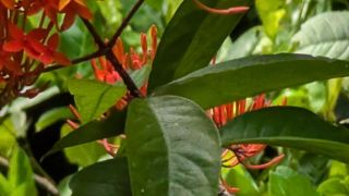 Common Birdwing Butterfly