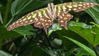 Tailed Jay Butterfly