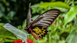 Fauna