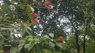 Plants